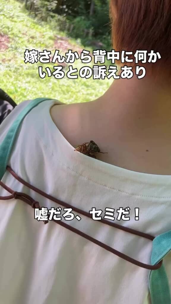 つぶらな瞳のセミ