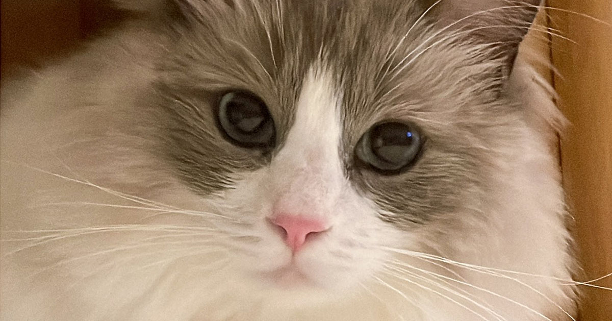 ママが撮ると“お目目ぱっちり”な愛猫→でも、パパが撮影すると……「同じ猫ですか本当にw」「ギャップがありすぎる」（1/2） | 猫 ねとらぼ