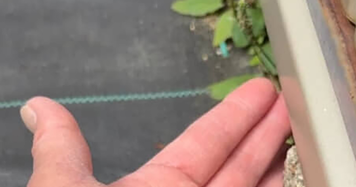 庭の物置の下で、手を広げていると……「すごー！」　ひょっこり顔を出した“用心深い生き物”の姿に「なんて羨ましい」「テンション上がりますね」（1/2） | 小動物 ねとらぼ