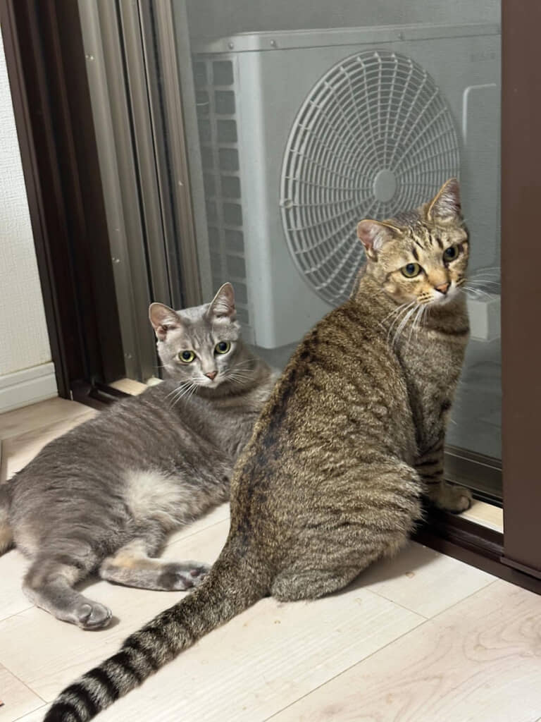 キリッとしたネコちゃんたち。もしも人間だったらどんな感じ？