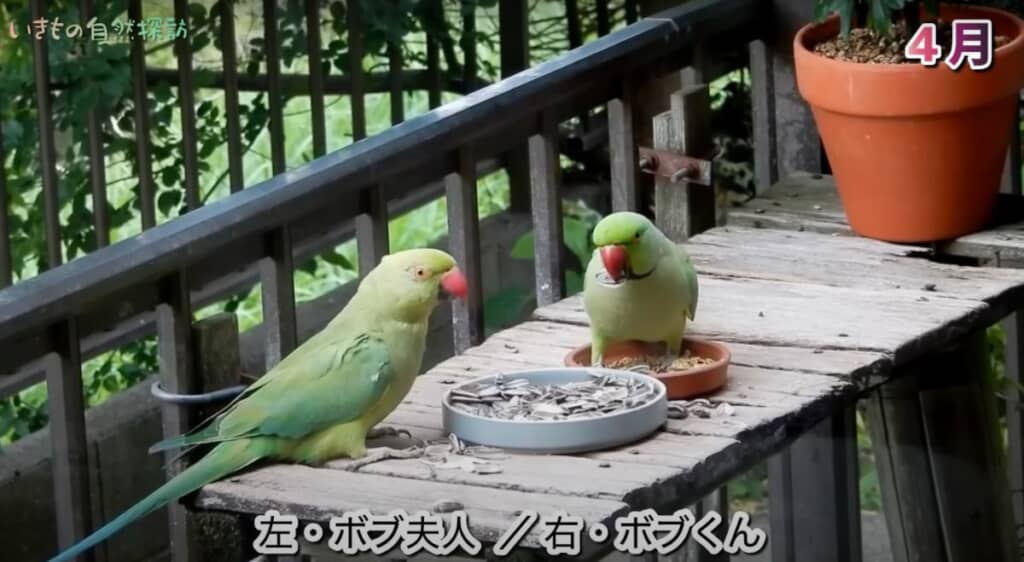 ボブ夫人とも仲良くごはん