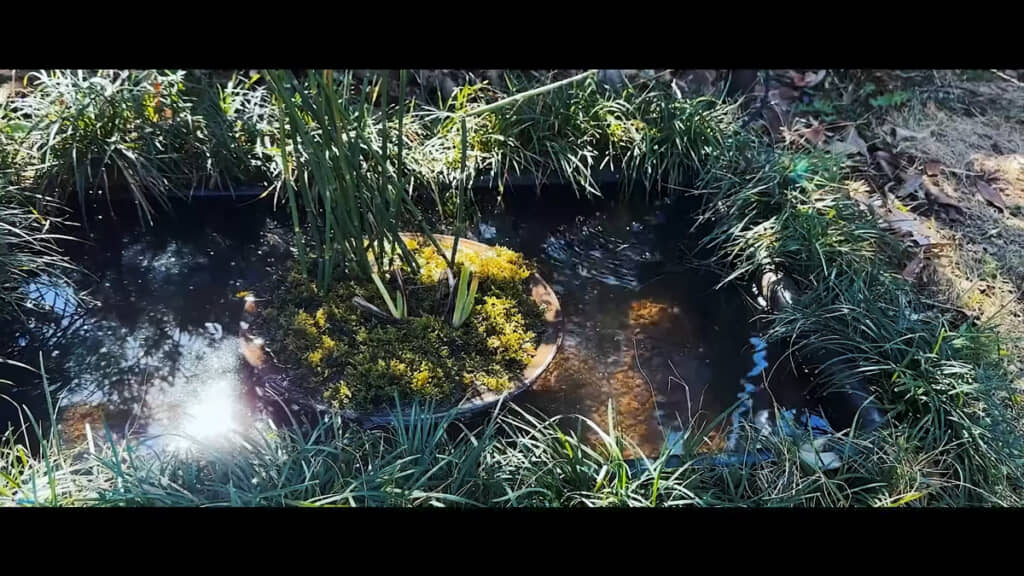 たなビオトープを立ち上げました