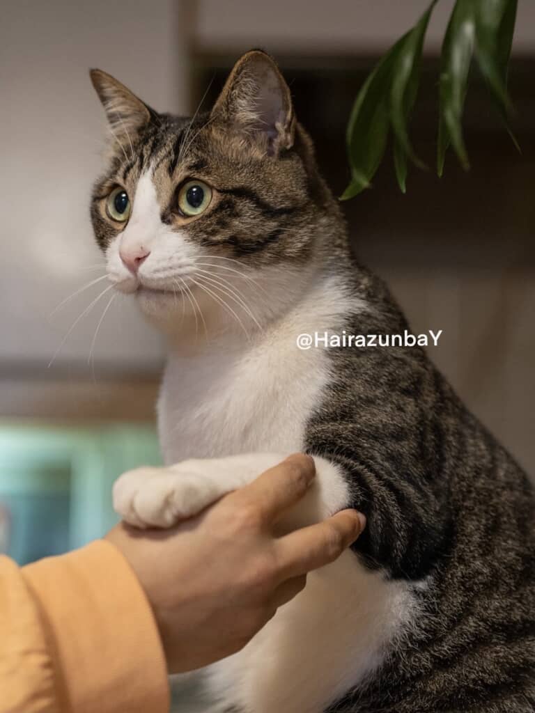 キリッと猫ちゃん
