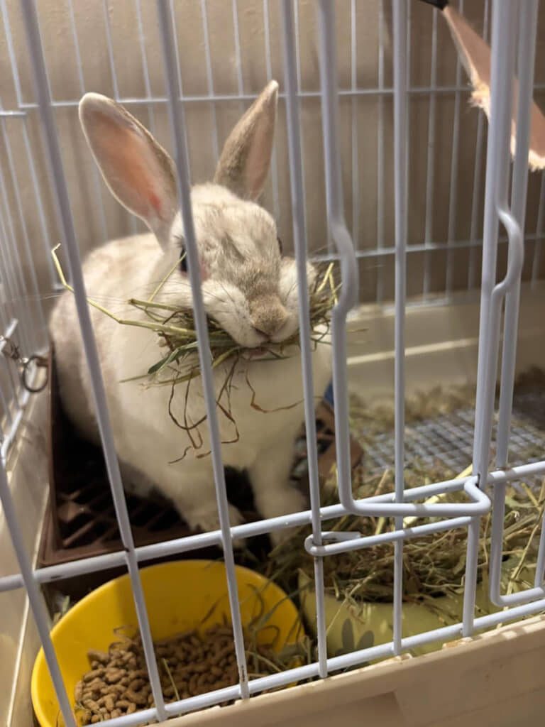 かわいいウサちゃんがいつの間にか……