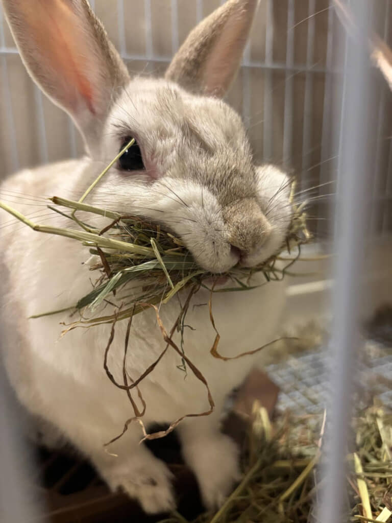 草をくわえて鬼の形相に