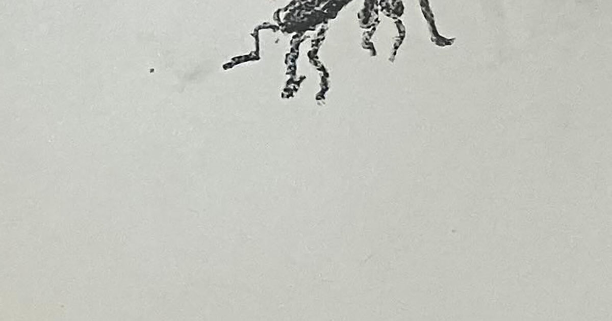 「私こんなにうまくない」　7歳娘が頑張って描いた“小さな虫”にママ仰天　「センスを感じる」「ただの天才か」（1/3） | 育児 ねとらぼ