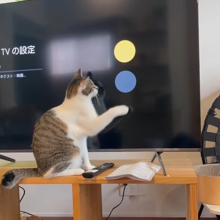 丸が気になる銀ちゃん