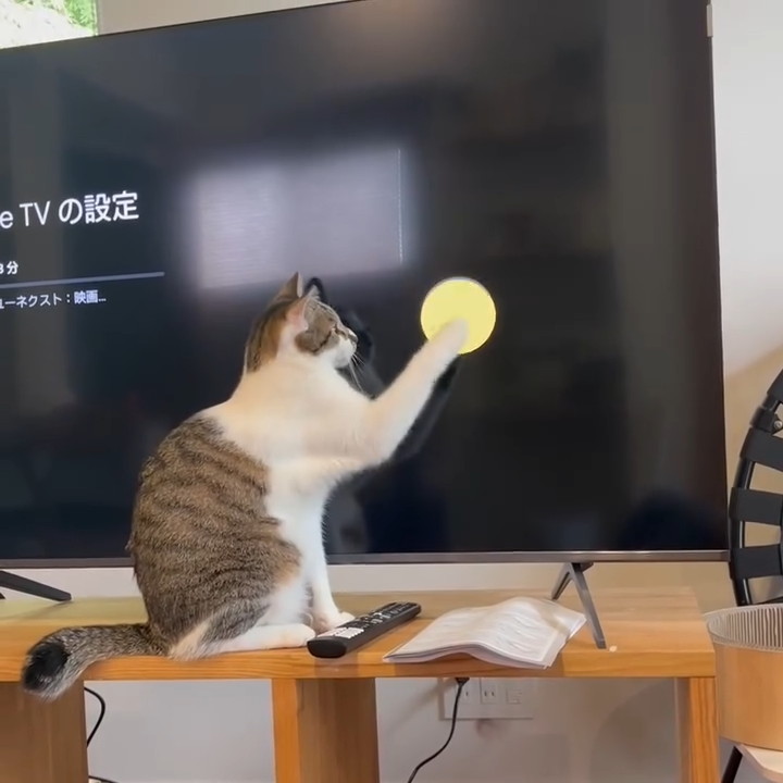 まるで銀ちゃんに反応しているかのよう……