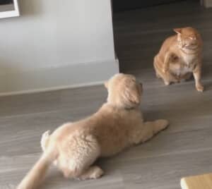 猫パンチ