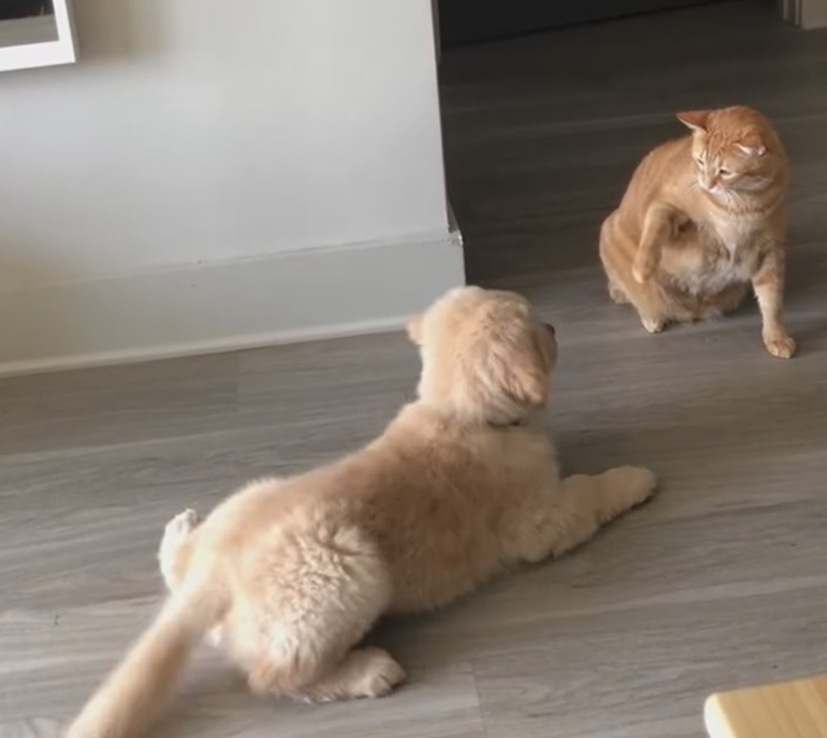 猫が子犬と初対面→猫パンチを連発していたが、ある出来事がきっかけで……　3750万再生のビフォーアフターに「泣くことしかできないよ」【海外】（1/3） | 猫 ねとらぼ