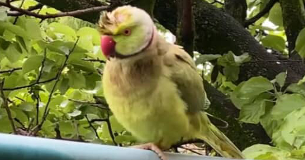 毎日庭に来るインコから、ある日渡された“贈り物”→4カ月後……「ビックリ」　まさかの結果に「胸が熱くなりました」（1/3） | その他生き物 ねとらぼ