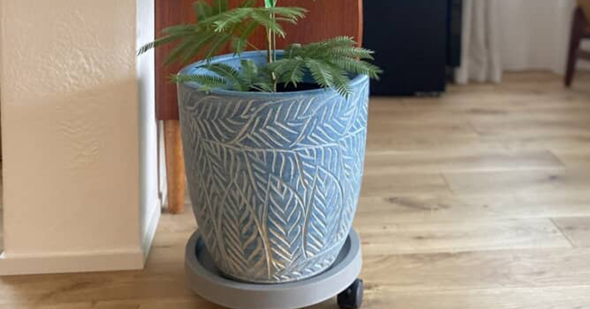 小さかった観葉植物を育てたら、9カ月後……「えーー！」　驚きの姿に「すごいです！」「何か特別なことしたんですか?!」（1/3） | ライフスタイル ねとらぼ