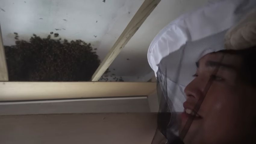 天井裏にいるハチの群れ