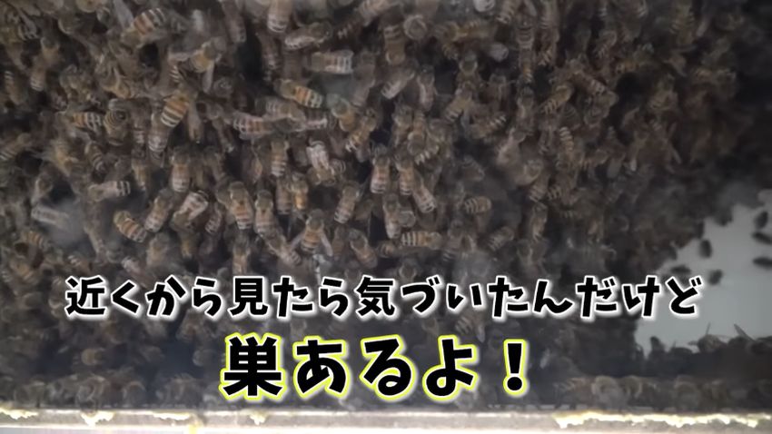 巣の存在に気付いた