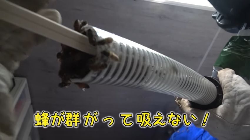 ホースに詰まったハチ