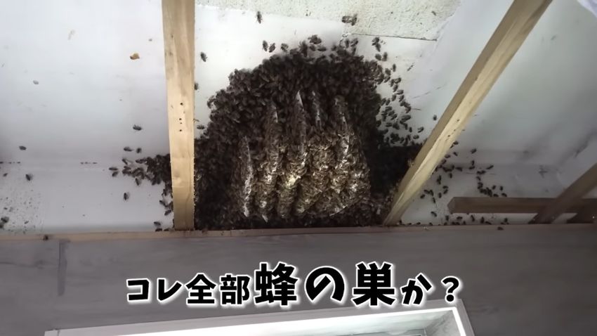 ハチの巣の全体像