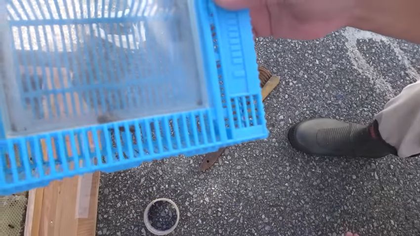 虫かごに入った女王バチ