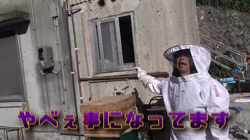 女王を求めてトイレから出てきて木箱に群がる働きバチ