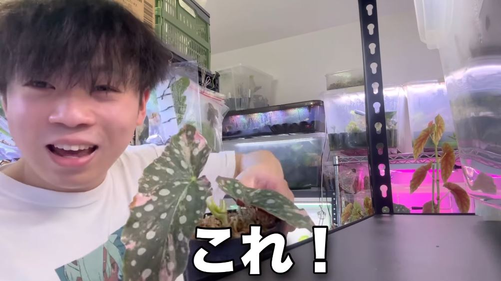 ベゴニアマクラータのピンク斑入り!!