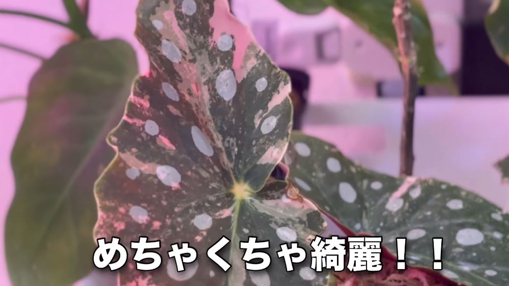 1株“ウン十万円”級の鬼レア観葉植物を、思い切って購入したら