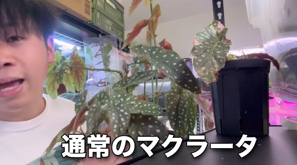 通常のポルカドットのマクラータと比較