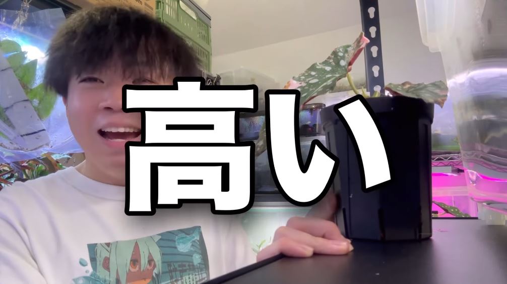 お値段は「高い」