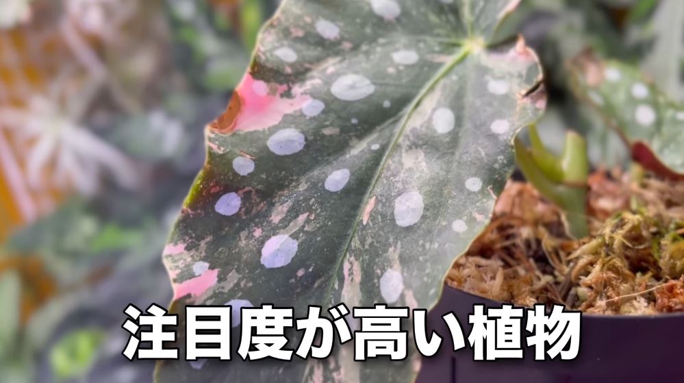 注目度も高い植物です