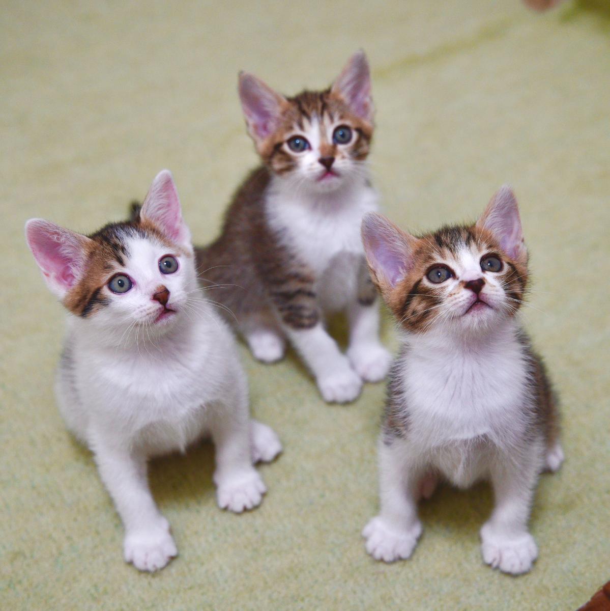 パヤパヤ子猫3きょうだい→8カ月後……　「うぎゃー！」思わず声出る“激変成長っぷり”が衝撃「こんなに！？」（1/3） | 猫 ねとらぼ