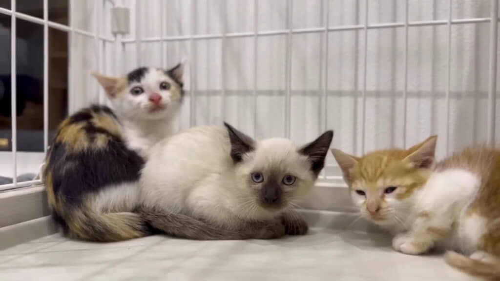 こんな可愛い子があと6匹来る予定です