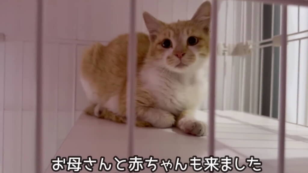母猫も一緒に保護