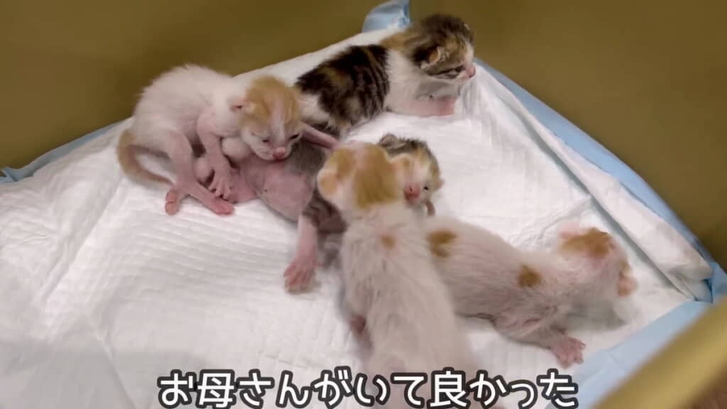 元気な赤ちゃんです