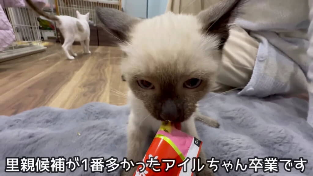 里親希望が1番多かったアイルちゃん