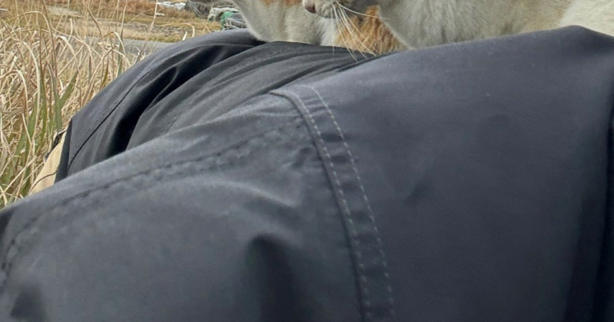 四つん這いで撮影中、背中に違和感→見てみると……　まさかの奇跡に「羨ましい」の声　約8カ月後、人気の猫写真家に話を聞いた（1/3） | ライフスタイル ねとらぼ