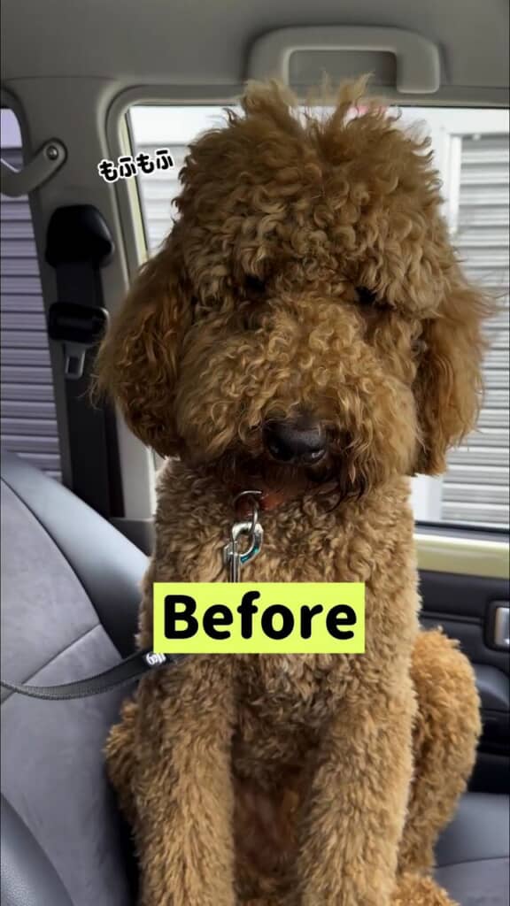 ぬいぐるみのようなアンディくん