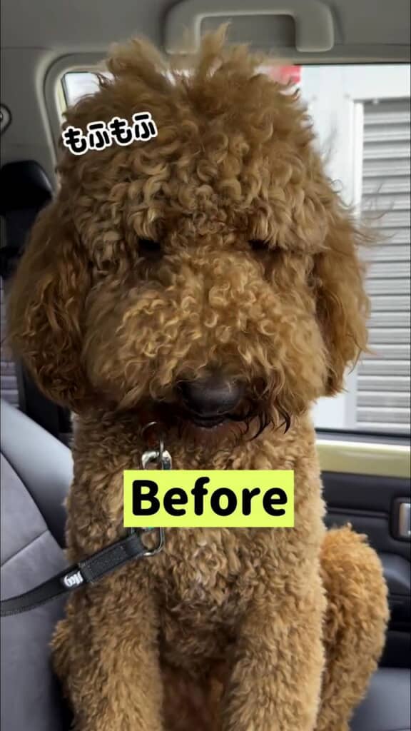 今日はトリミングです