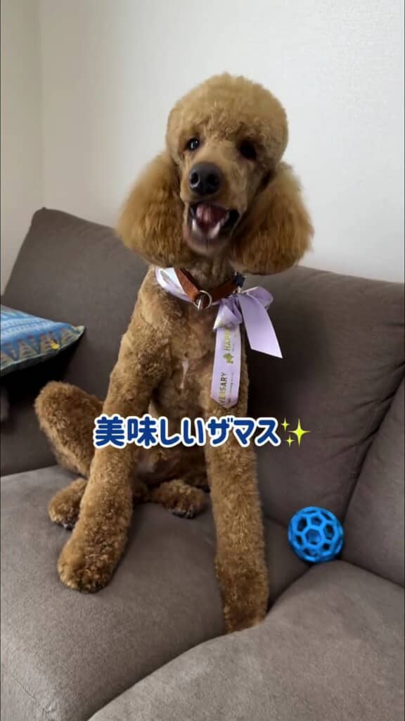 「美味しいザマス」