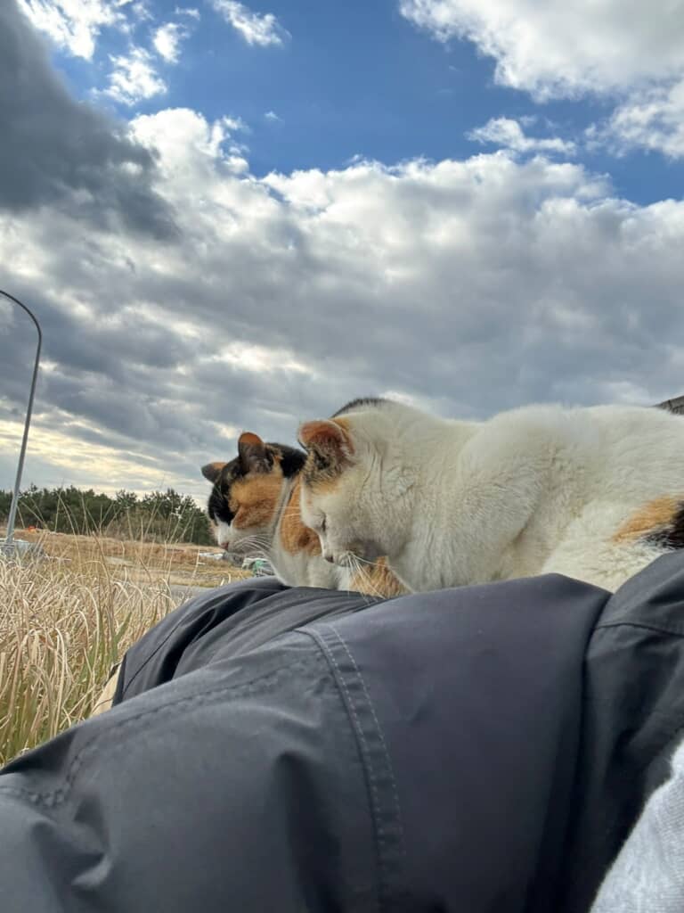 居眠りしている2匹の猫