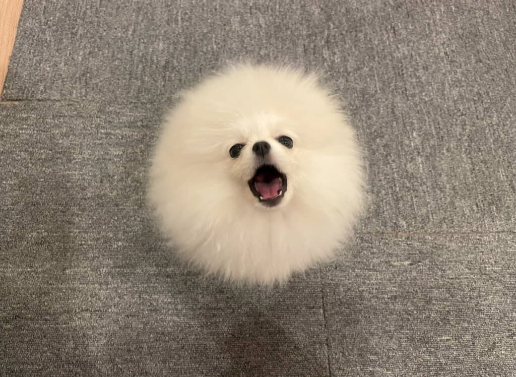 お口を開けてもやはりまんまるちゃん
