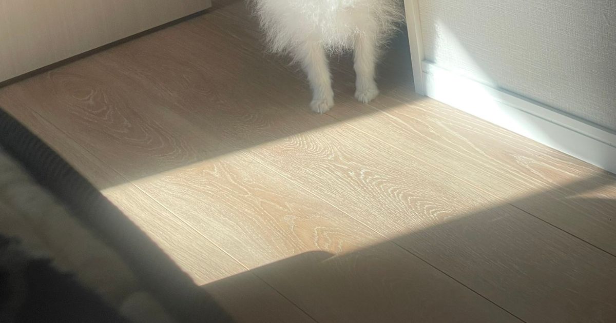 朝が苦手な愛犬が、飼い主のために……　「うおい！かわいすぎだろーー！！」家族愛感じる光景に反響「笑ったwww」（1/3） | 犬 ねとらぼ