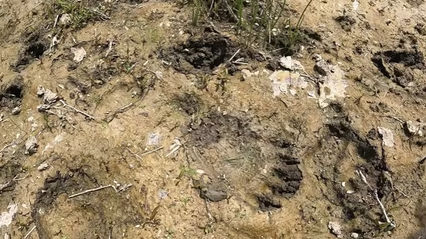 大きなヒグマの足跡