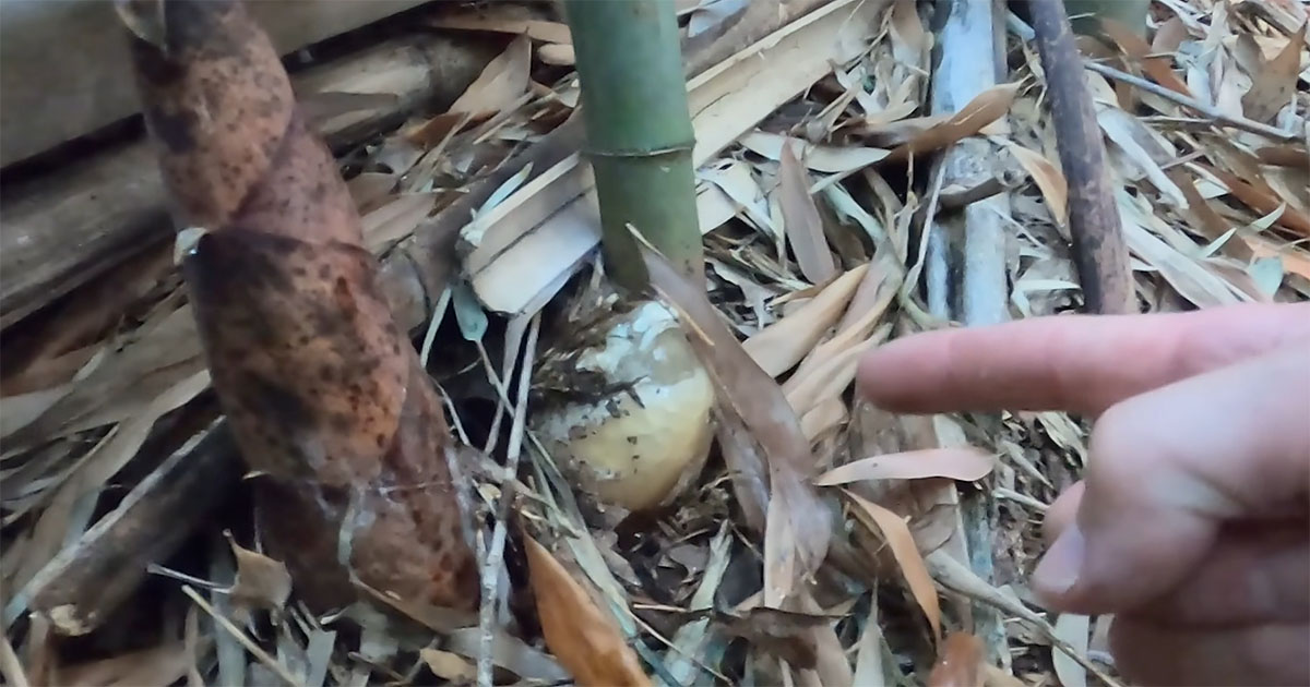 朝、竹林で“鳥の卵みたいな物体”を発見→わずか2時間後……「すご！」　まさかの姿に「見たことない」「不思議やな」（1/3） | その他生き物 ねとらぼ