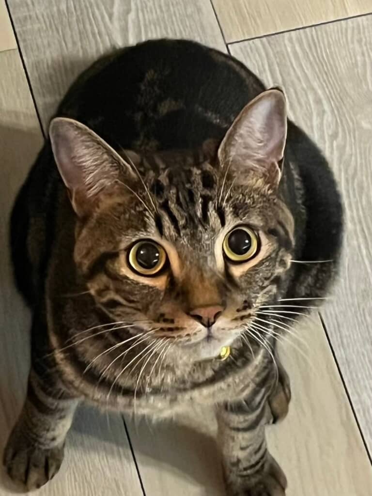 煮干しの器用すぎる食べ方