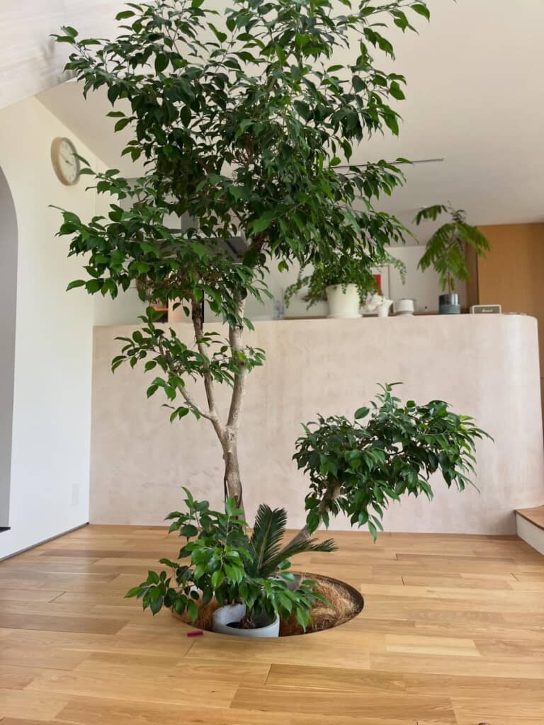 リビングの床をくり抜いて木を地植えしています