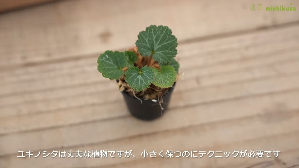 今回着生させるユキノシタ