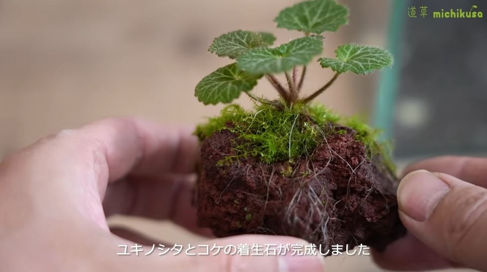 5カ月後。着生石が完成