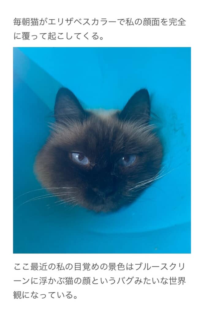 何かを訴えかけてくるネコ