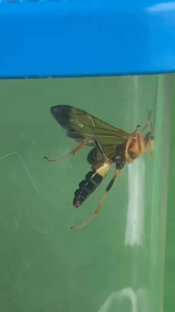 どこから来たんだろう