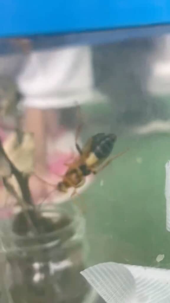 どこにもいないよ