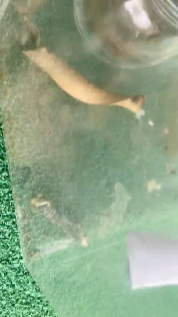 落ちてるのはさなぎ……？