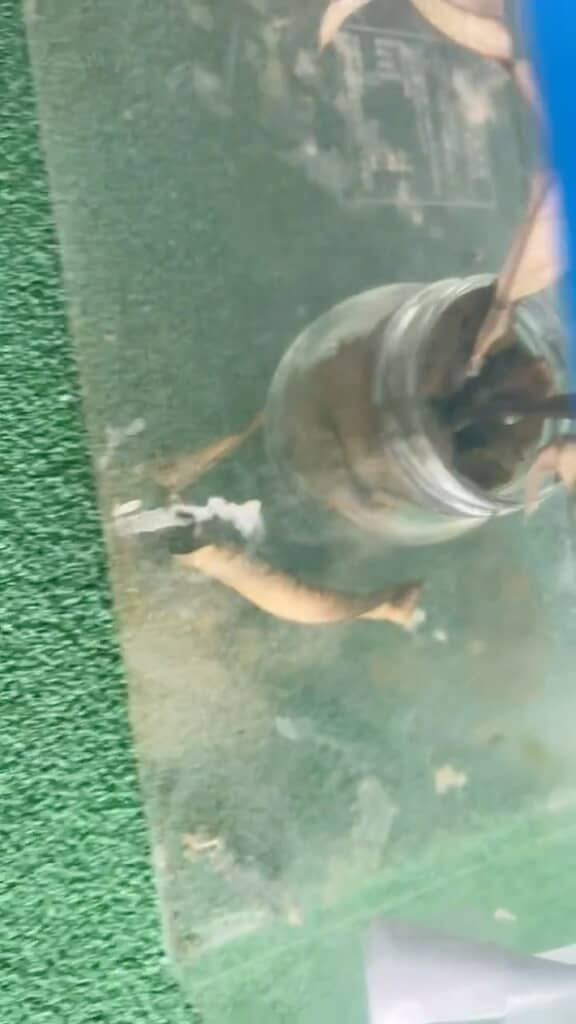 まさか寄生されてた？